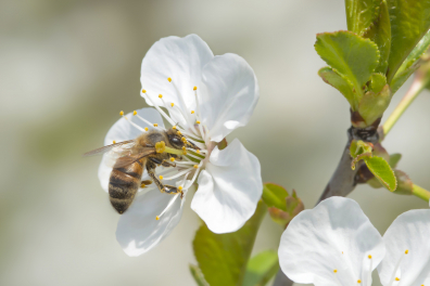 Abeille butinant une fleur de Cerisier